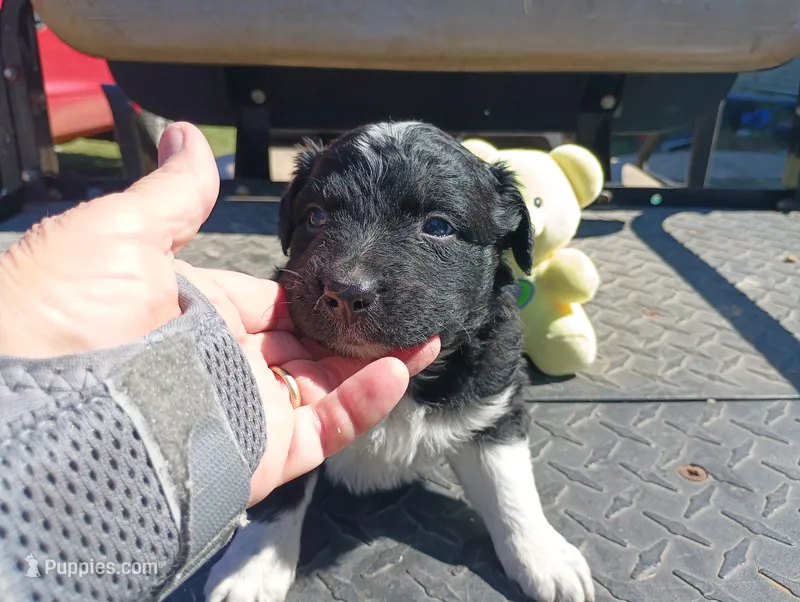 Ghost – Australian Shepherd puppy for sale in Fitzgerald, GA