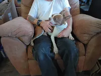 Apolo, a male Boston Terrier for sale in Fitzgerald, GA – 9 of 10