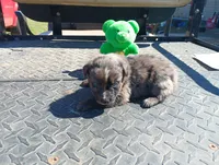 Merle m 3 , a male Australian Shepherd for sale in Fitzgerald, GA – 5 of 10