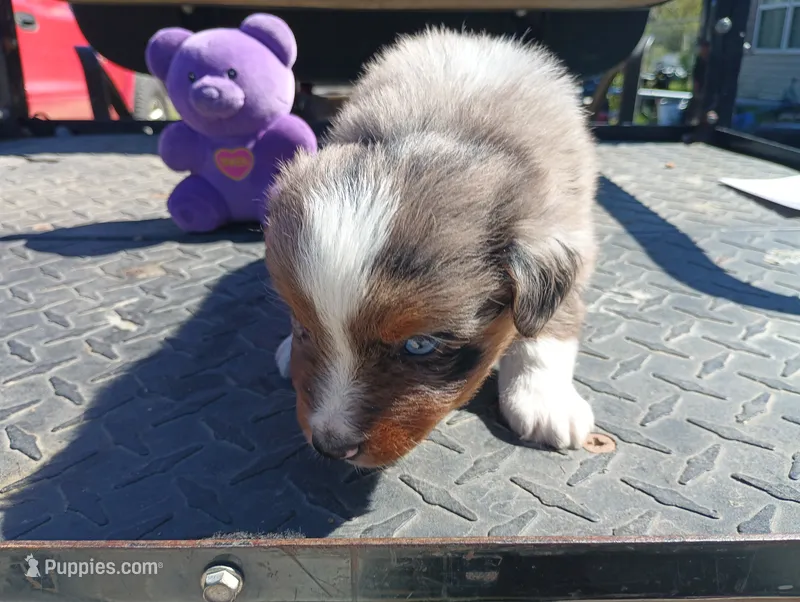 Merle m 1 – Australian Shepherd puppy for sale in Fitzgerald, GA