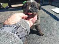 Merle m 3 , a male Australian Shepherd for sale in Fitzgerald, GA – 3 of 10