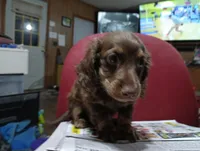 Saddie, a female Miniature Dachshund for sale in Fitzgerald, GA – 2 of 10