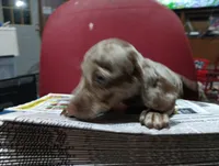 Pebble, a female Miniature Dachshund for sale in Fitzgerald, GA – 6 of 8