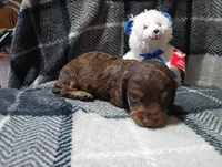 Hershey , a male Miniature Dachshund for sale in Fitzgerald, GA – 4 of 10