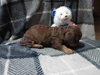 Hershey , a male Miniature Dachshund for sale in Fitzgerald, GA – 8 of 10