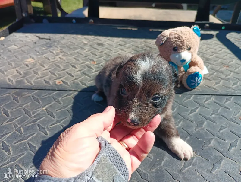 Merle female – Australian Shepherd puppy for sale in Fitzgerald, GA
