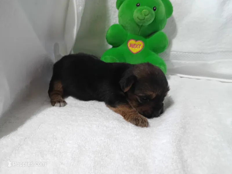 Midnight  – Yorkshire Terrier puppy on hold in Fitzgerald, GA