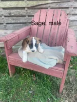 Sage, a male Australian Shepherd for sale in Abbeville, SC – Photo 1 of 2