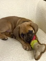 Luna, a female Cane Corso for sale in Clarksville, TN – 7 of 7