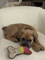 Luna, a female Cane Corso for sale in Clarksville, TN – 5 of 7