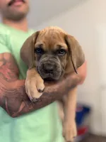 Luna, a female Cane Corso for sale in Clarksville, TN – 2 of 7