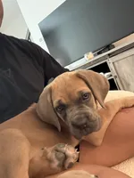 Luna, a female Cane Corso for sale in Clarksville, TN – 4 of 7