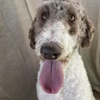 Thumper, a male Poodle - Standard  for sale in Rochester, IN – Photo 8 of 8