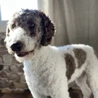 Thumper, a male Poodle - Standard  for sale in Rochester, IN – Photo 7 of 8