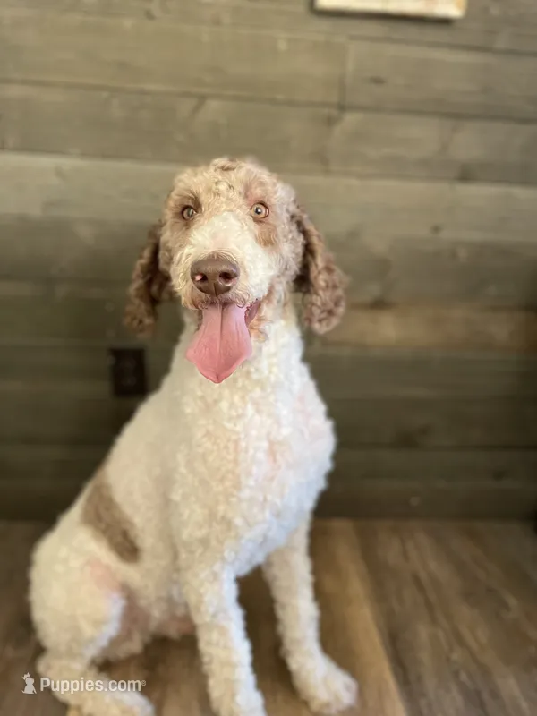 Thumper – Poodle - Standard  puppy for sale in Rochester, IN