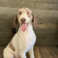 Thumper, a male Poodle - Standard  for sale in Rochester, IN – Photo 1 of 8