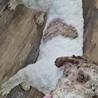 Thumper, a male Poodle - Standard  for sale in Rochester, IN – Photo 5 of 8