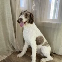 Thumper, a male Poodle - Standard  for sale in Rochester, IN – Photo 6 of 8