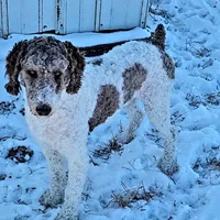 Thumper, a male Poodle - Standard  for sale in Rochester, IN – Photo 2 of 8