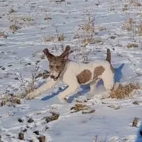 Thumper, a male Poodle - Standard  for sale in Rochester, IN – Photo 3 of 8