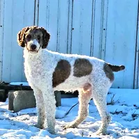 Thumper, a male Poodle - Standard  for sale in Rochester, IN – Photo 4 of 8