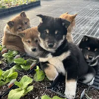 processed/73bed323-1a1c-49ef-bd80-fda9550997bc/facility/47b90d6b-d965-402d-8dad-8b03f68e443a