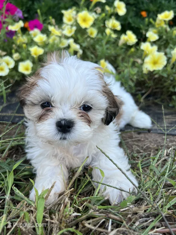 Bella – Bichon Frise, Shih Tzu puppy for sale in Coloma, WI