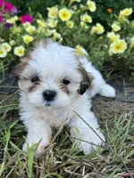 Bella, a female Bichon Frise and Shih Tzu for sale in Coloma, WI – 1 of 6