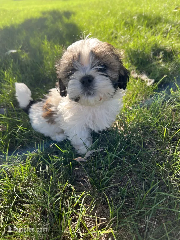 Teddy  – Bichon Frise, Shih Tzu puppy for sale in Coloma, WI