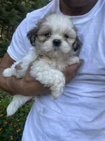 Bella, a female Bichon Frise and Shih Tzu for sale in Coloma, WI – 5 of 6