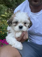 Bella, a female Bichon Frise and Shih Tzu for sale in Coloma, WI – 3 of 6