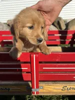 Bella, a female Golden Retriever for sale in Coloma, WI – 2 of 5