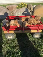 Bella, a female Golden Retriever for sale in Coloma, WI – 5 of 5
