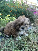 Milo, a male Bichon Frise and Shih Tzu for sale in Coloma, WI – 6 of 6