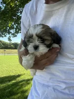 Teddy , a male Bichon Frise and Shih Tzu for sale in Coloma, WI – 2 of 4