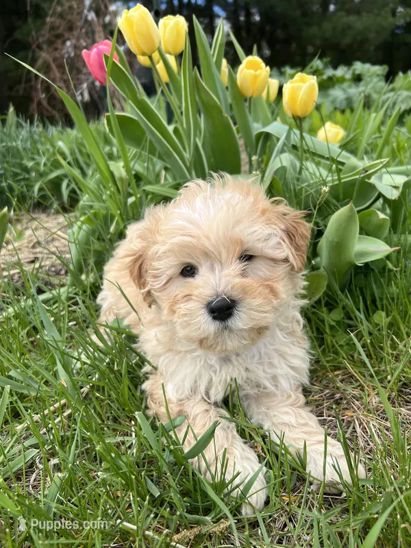 Teddy, a male Shih Tzu and Poodle - Toy  for sale in Coloma, WI – 1 of 5