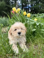 Teddy, a male Shih Tzu and Poodle - Toy  for sale in Coloma, WI – 5 of 5