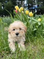 Teddy, a male Shih Tzu and Poodle - Toy  for sale in Coloma, WI – 2 of 5