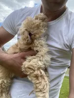 Teddy, a male Shih Tzu and Poodle - Toy  for sale in Coloma, WI – 4 of 5