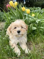 Teddy, a male Shih Tzu and Poodle - Toy  for sale in Coloma, WI – 3 of 5