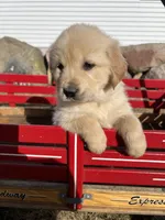 Duke, a male Golden Retriever for sale in Coloma, WI – Photo 5 of 5