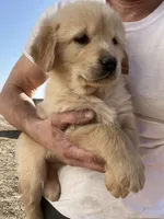 Duke, a male Golden Retriever for sale in Coloma, WI – Photo 2 of 5