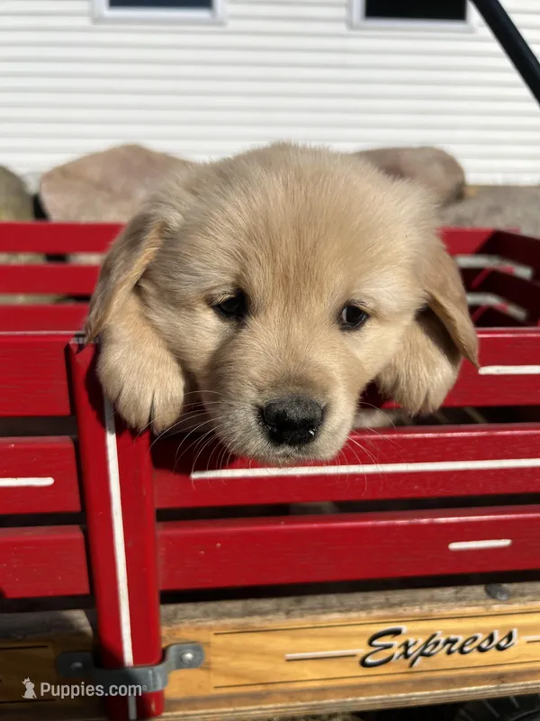 Duke – Golden Retriever puppy for sale in Coloma, WI