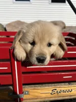 Duke, a male Golden Retriever for sale in Coloma, WI – Photo 1 of 5