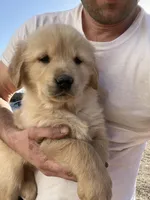 Duke, a male Golden Retriever for sale in Coloma, WI – Photo 3 of 5