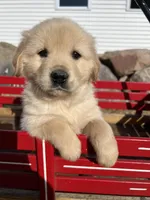 Duke, a male Golden Retriever for sale in Coloma, WI – Photo 4 of 5