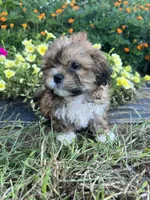 Milo, a male Bichon Frise and Shih Tzu for sale in Coloma, WI – 2 of 6