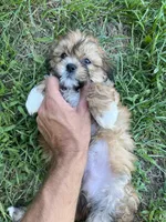 Milo, a male Bichon Frise and Shih Tzu for sale in Coloma, WI – 5 of 6