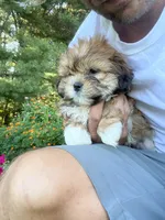 Milo, a male Bichon Frise and Shih Tzu for sale in Coloma, WI – 3 of 6