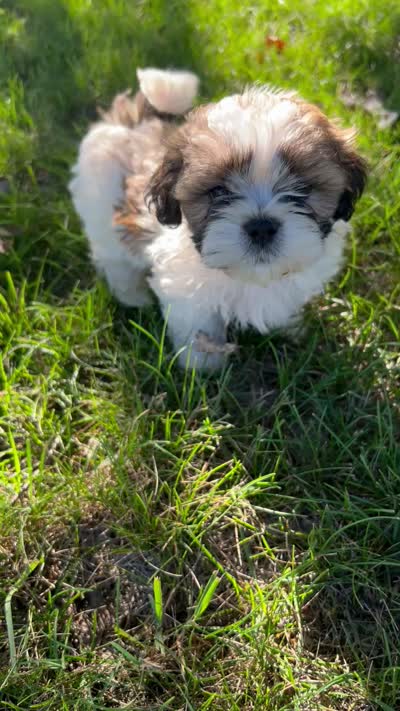 Teddy , a male Bichon Frise and Shih Tzu for sale in Coloma, WI – 4 of 4